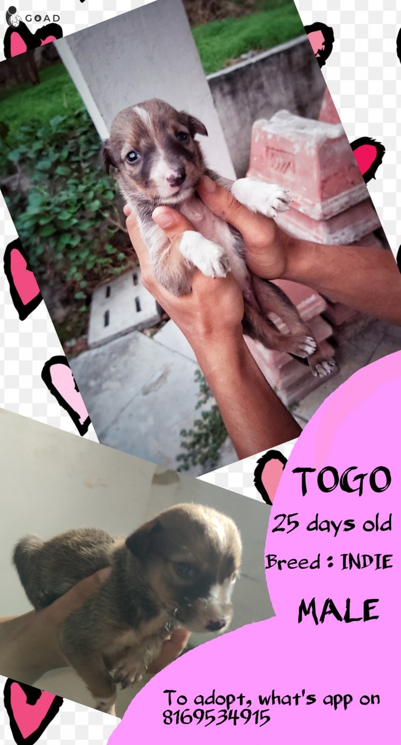 Togo