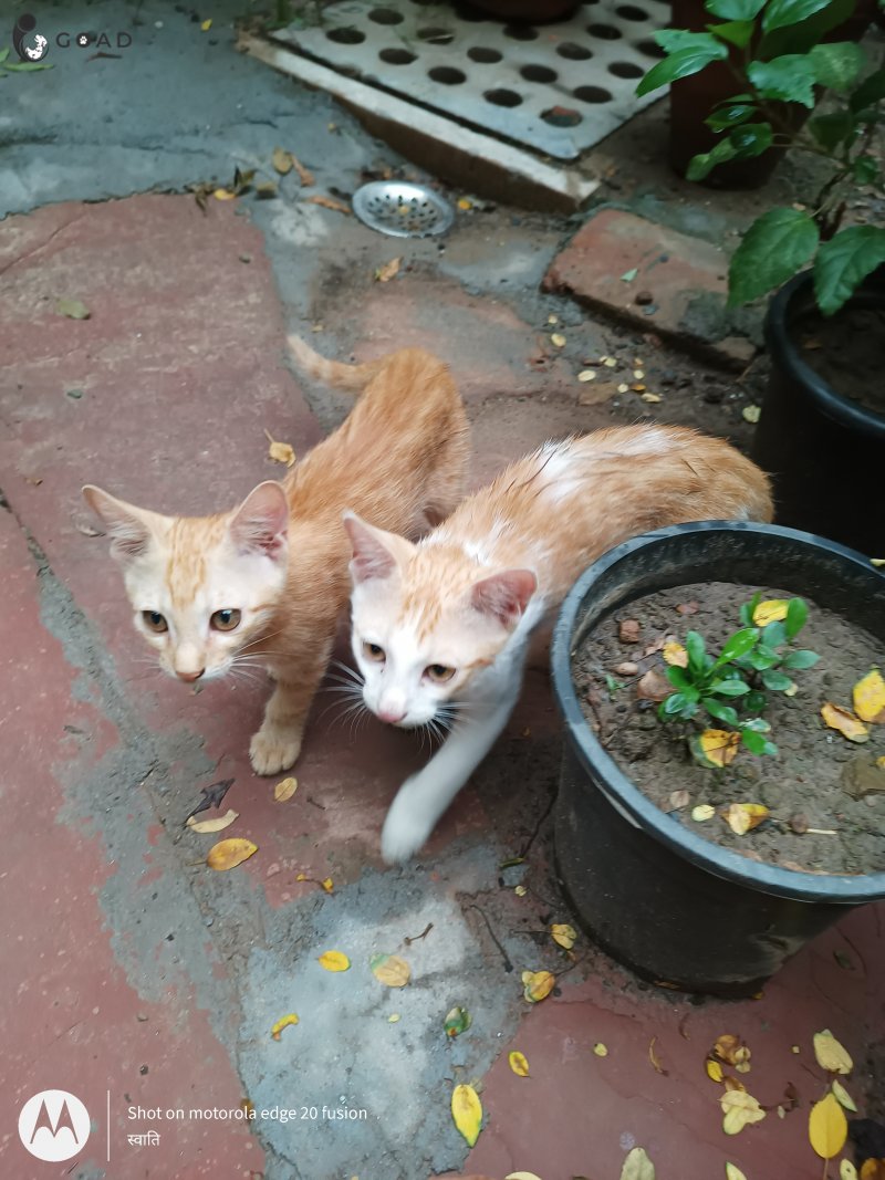 Chhutku and Butku