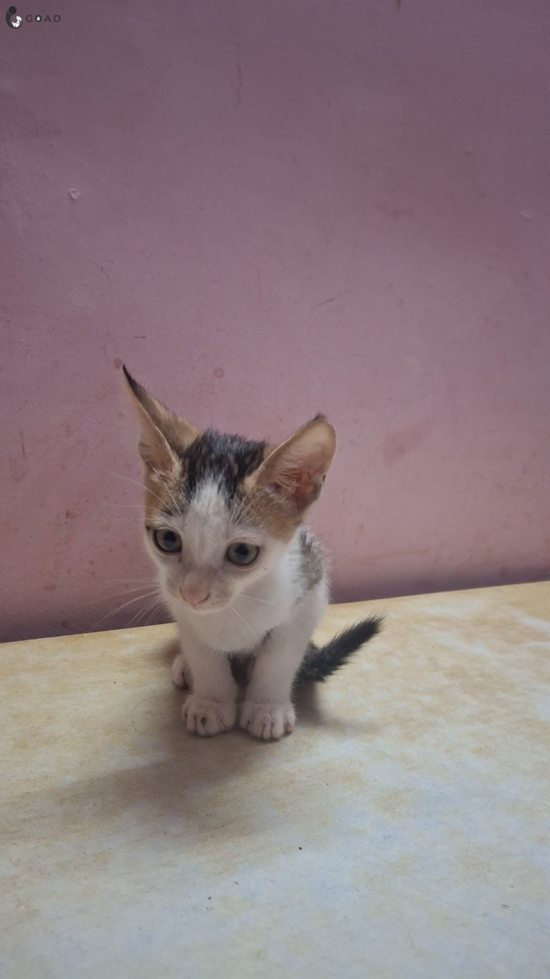 Ori