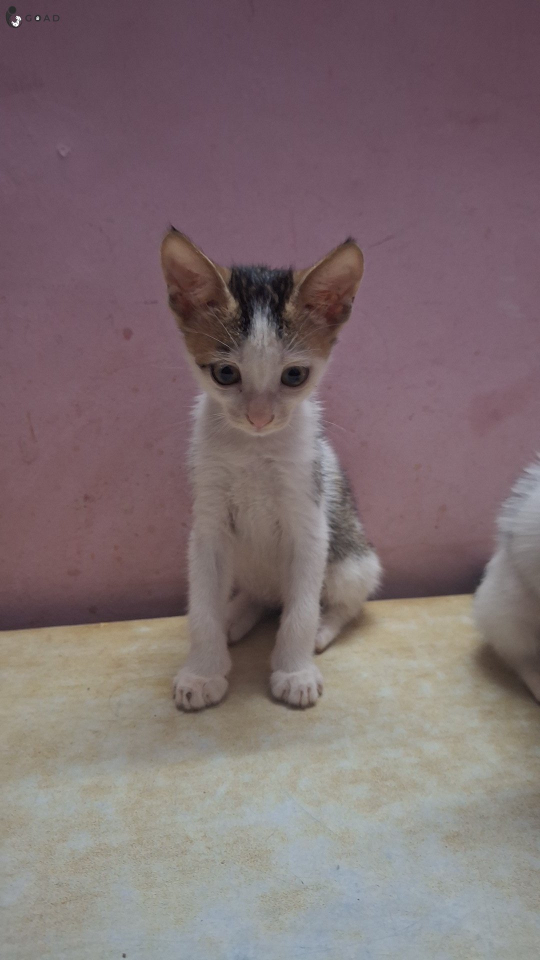 Ori