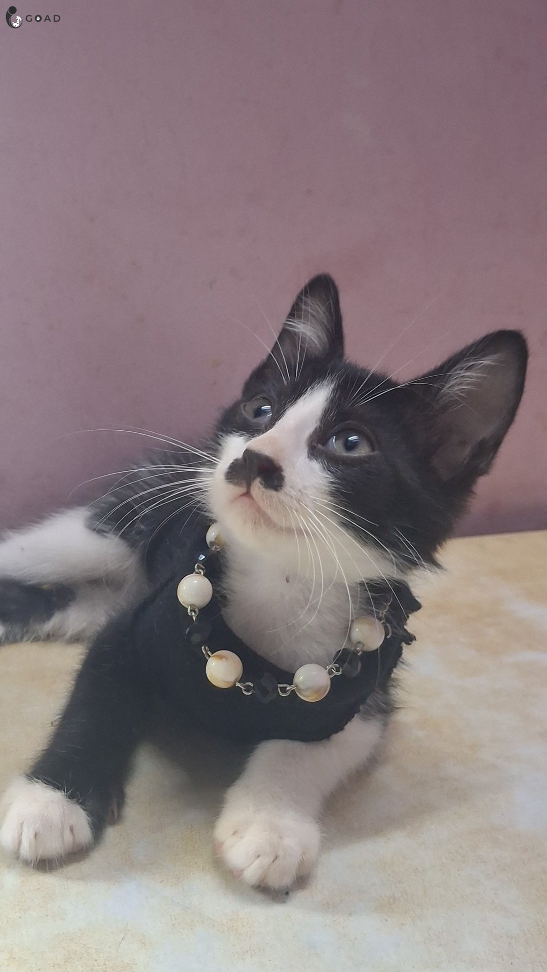Nova