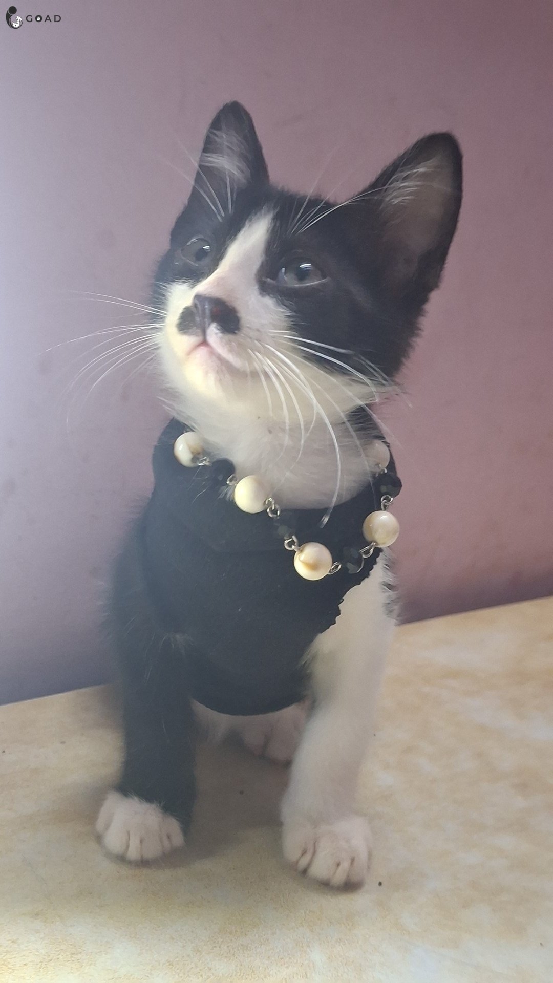 Nova