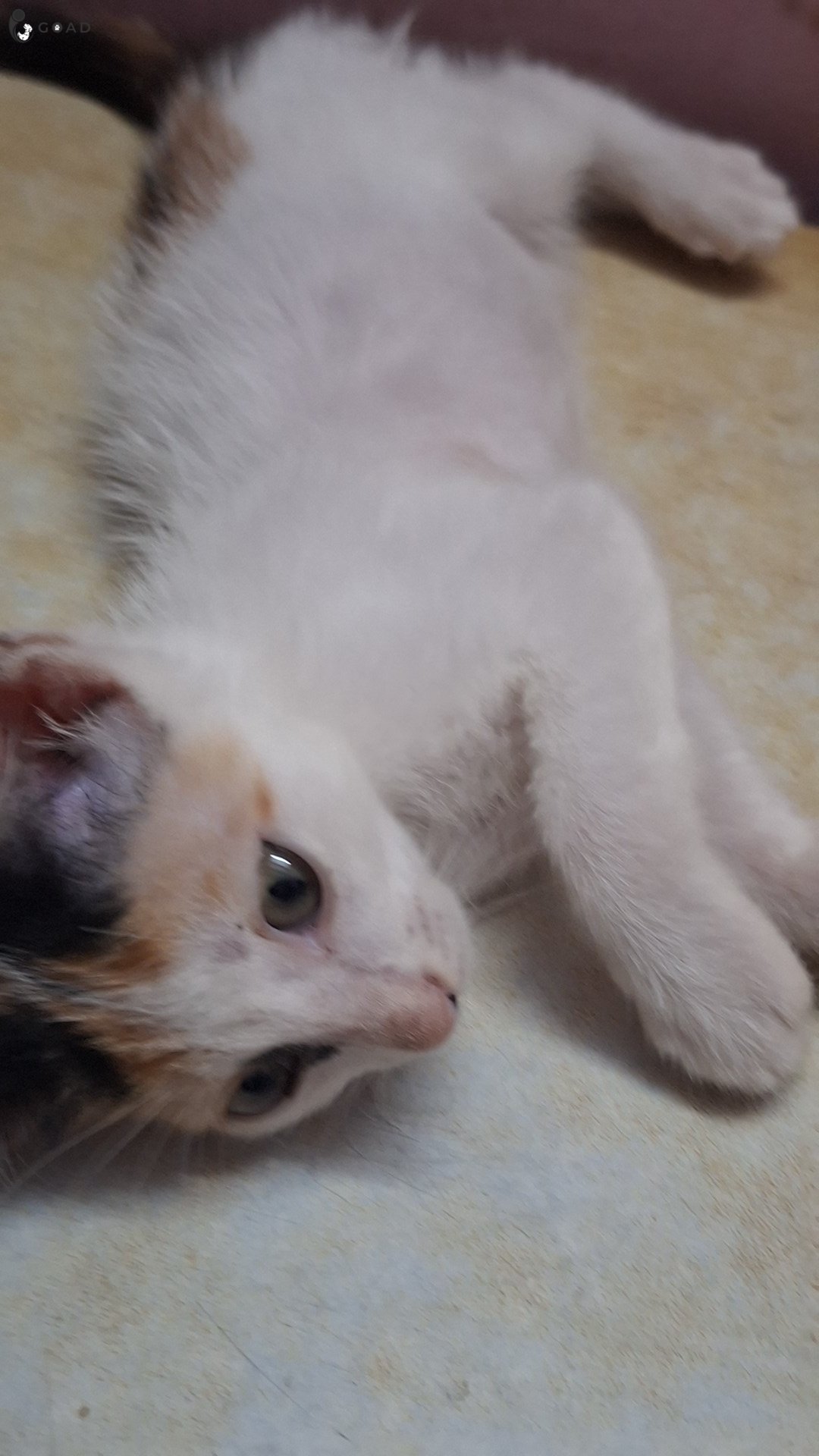 Shinu