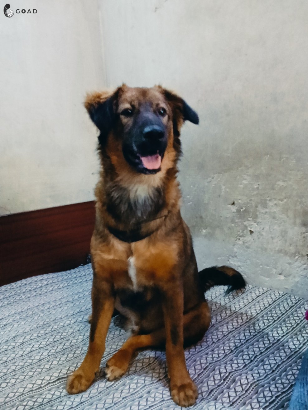 Brownie