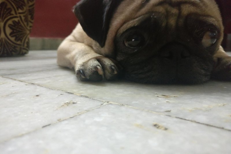 Pet Stories: Tukku The Super Pug!