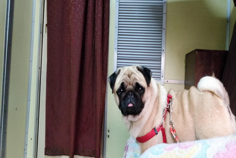 My experience of traveling in train with Bobo in India