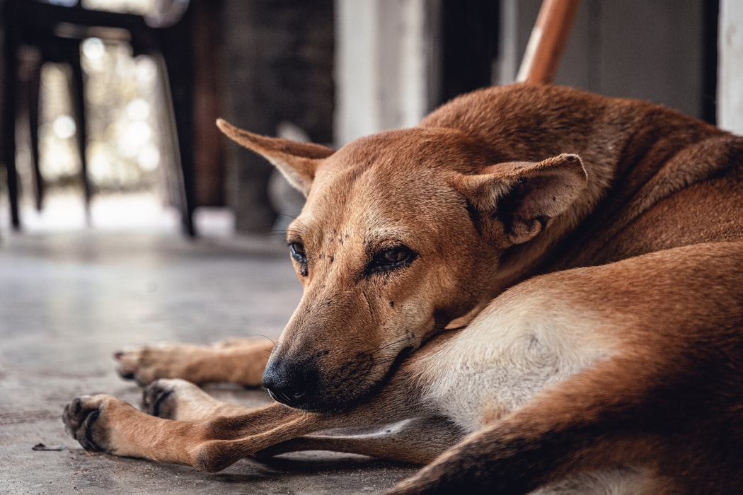 How do you ACTUALLY help a stray animal in need?